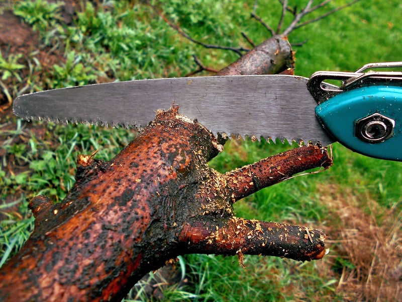 Pruning Guidelines