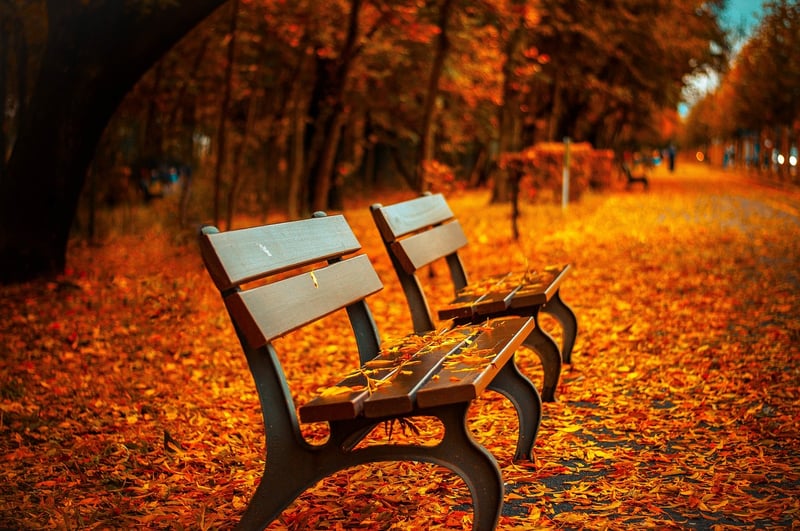 Seasonal Themes Image