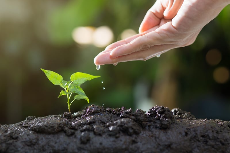 Gardeners planting
